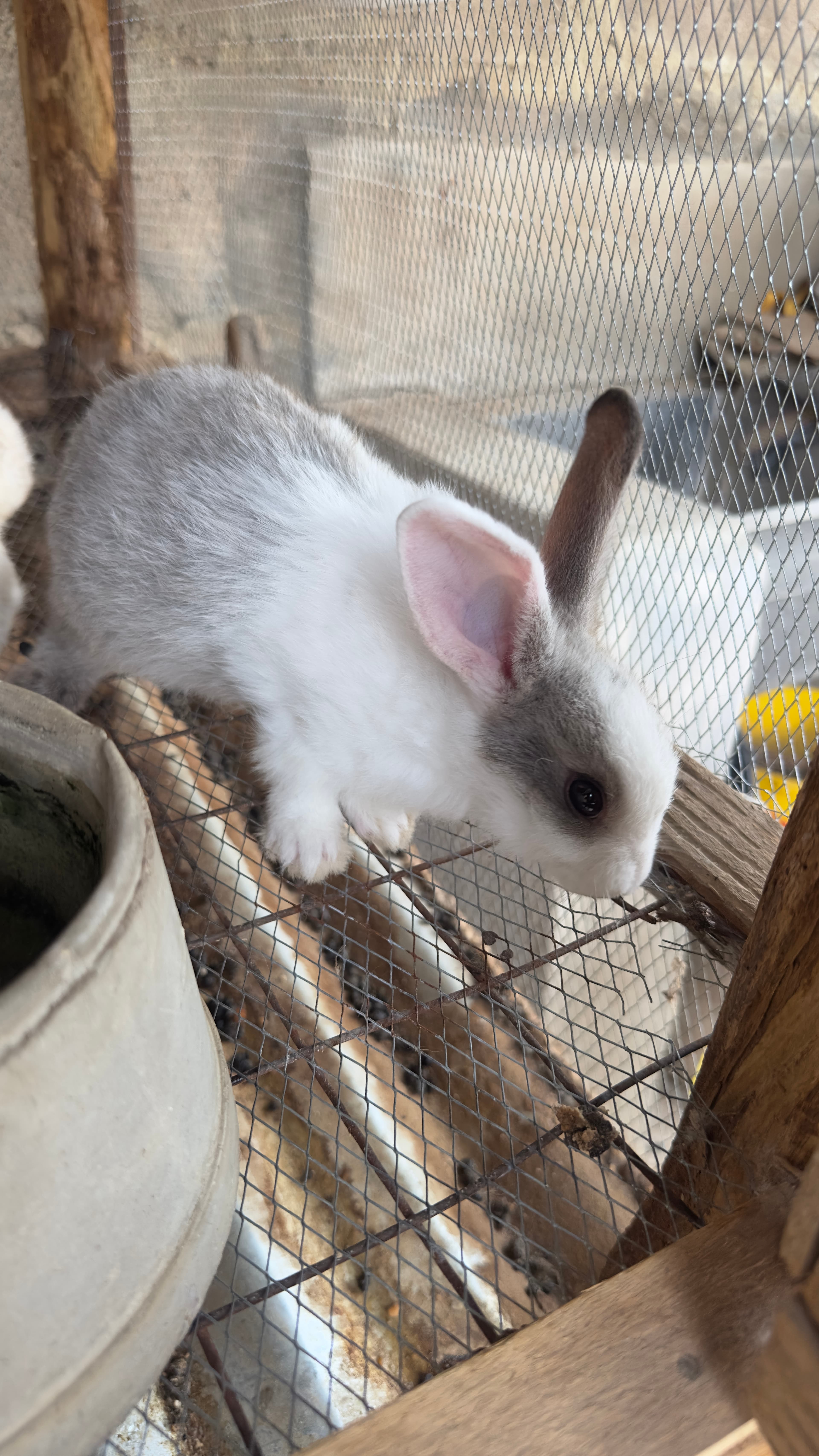 Rabbit Kits - alternate view